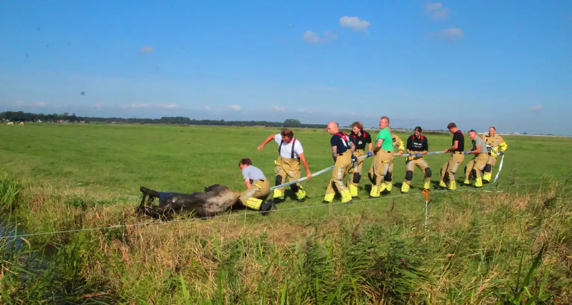 Brandweer haalt Stier uit sloot - Foto 5