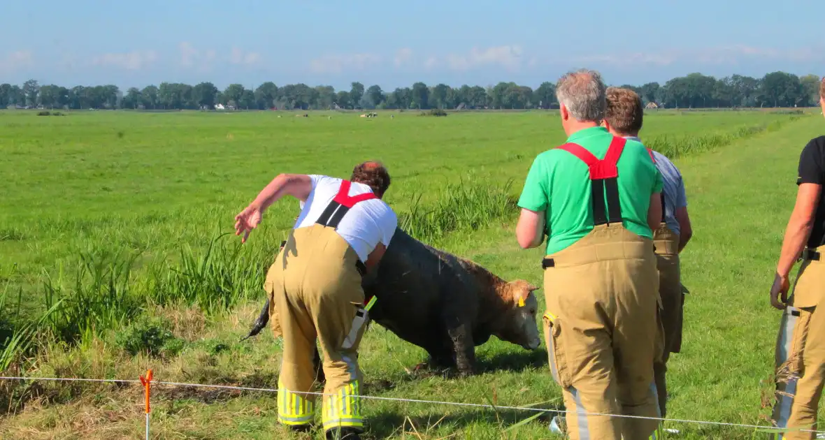 Brandweer haalt Stier uit sloot - Foto 6