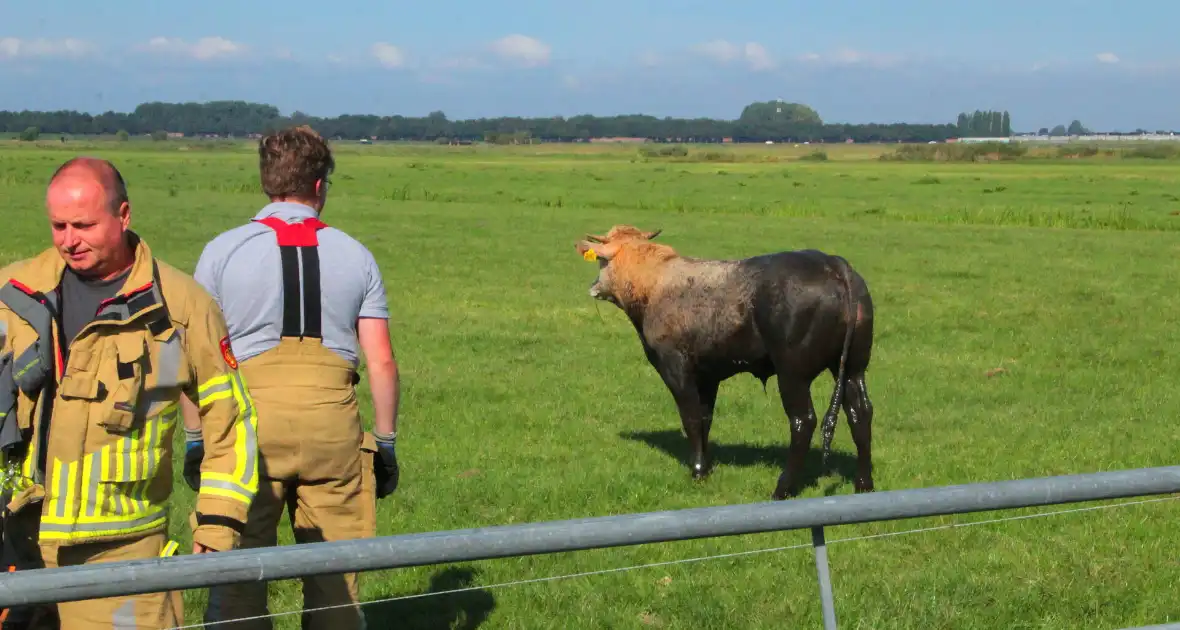 Brandweer haalt Stier uit sloot - Foto 7