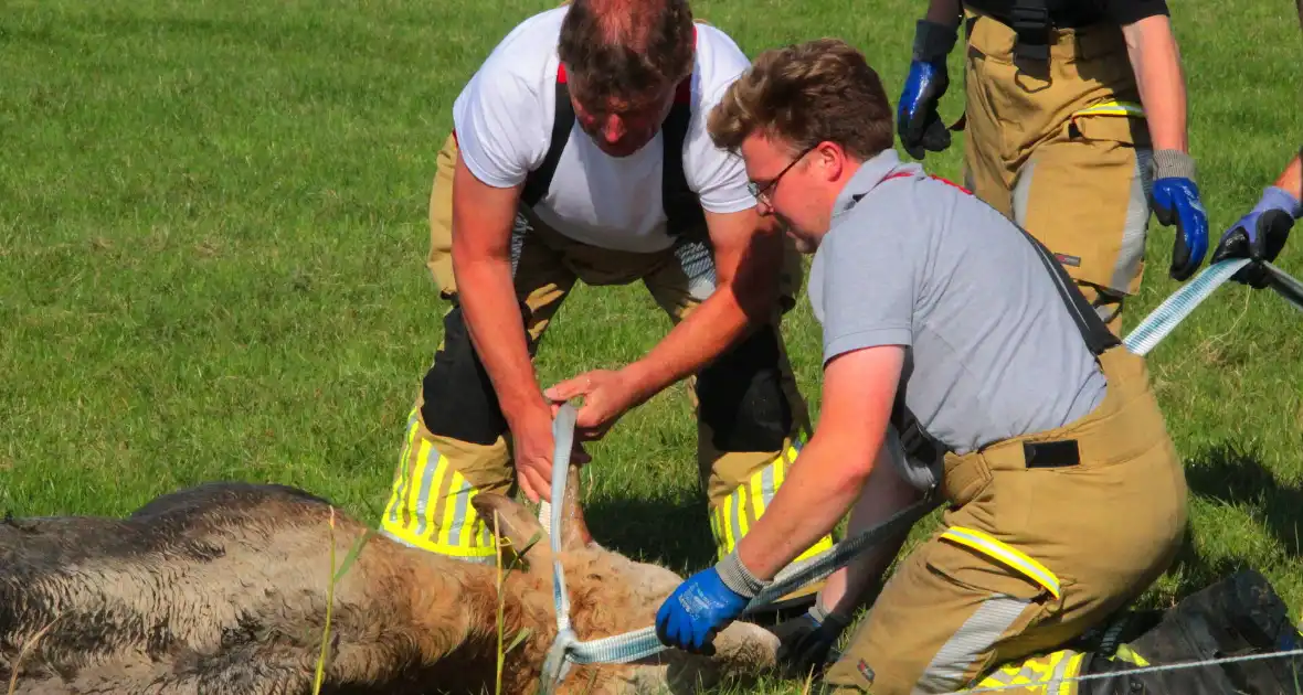 Brandweer haalt Stier uit sloot - Foto 8