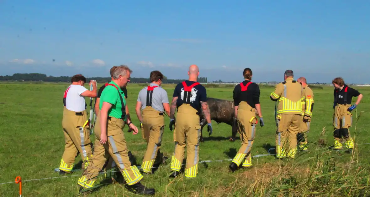 Brandweer haalt Stier uit sloot - Foto 9