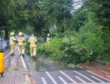 Brandweer verwijdert afgebroken tak van wegdek