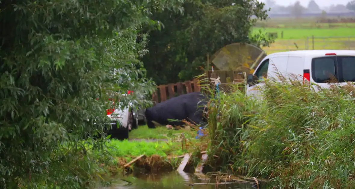 Vrouw aangevallen door stier - Foto 4