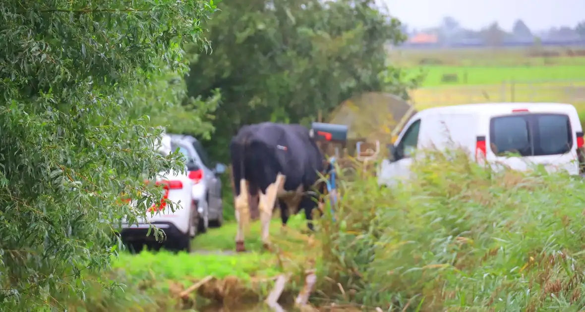 Vrouw aangevallen door stier - Foto 5