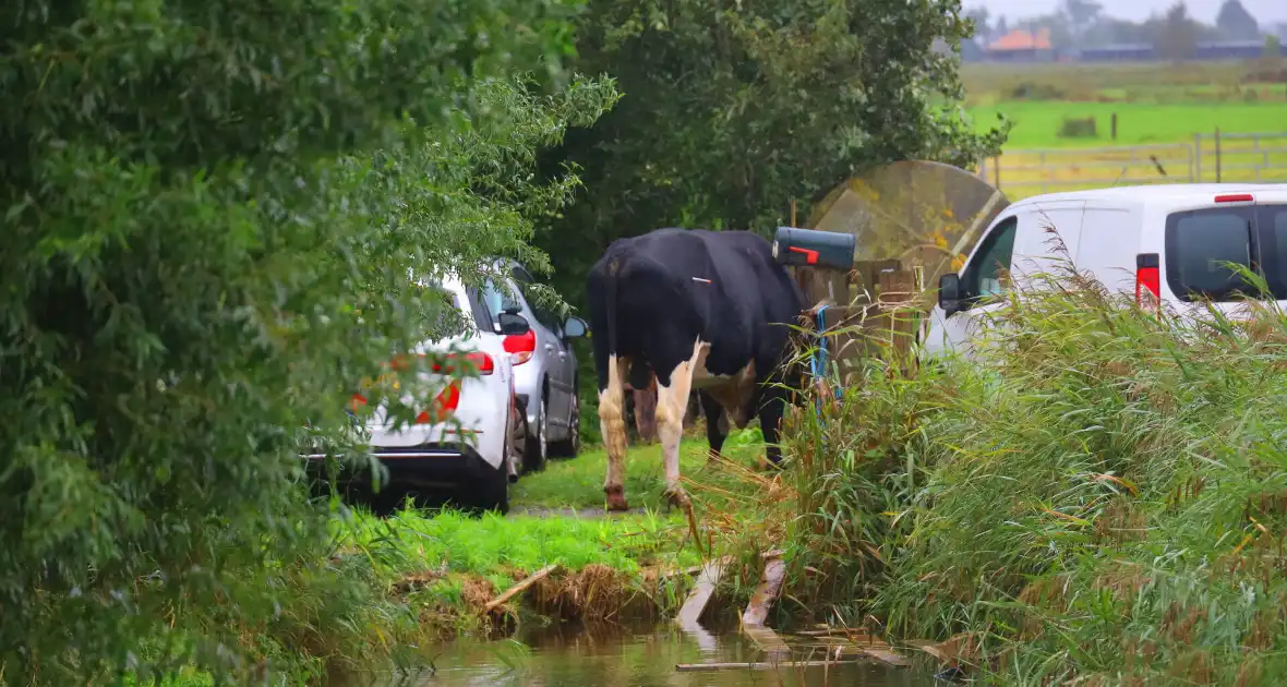 Vrouw aangevallen door stier - Foto 6