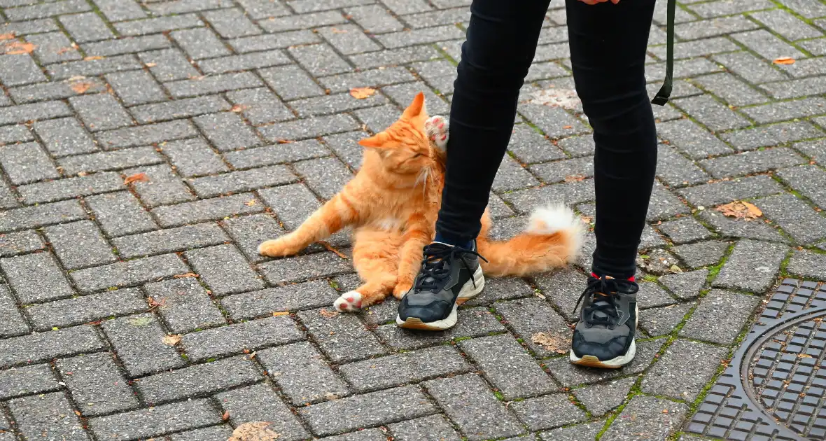 Kat gered die te water raakt - Foto 1