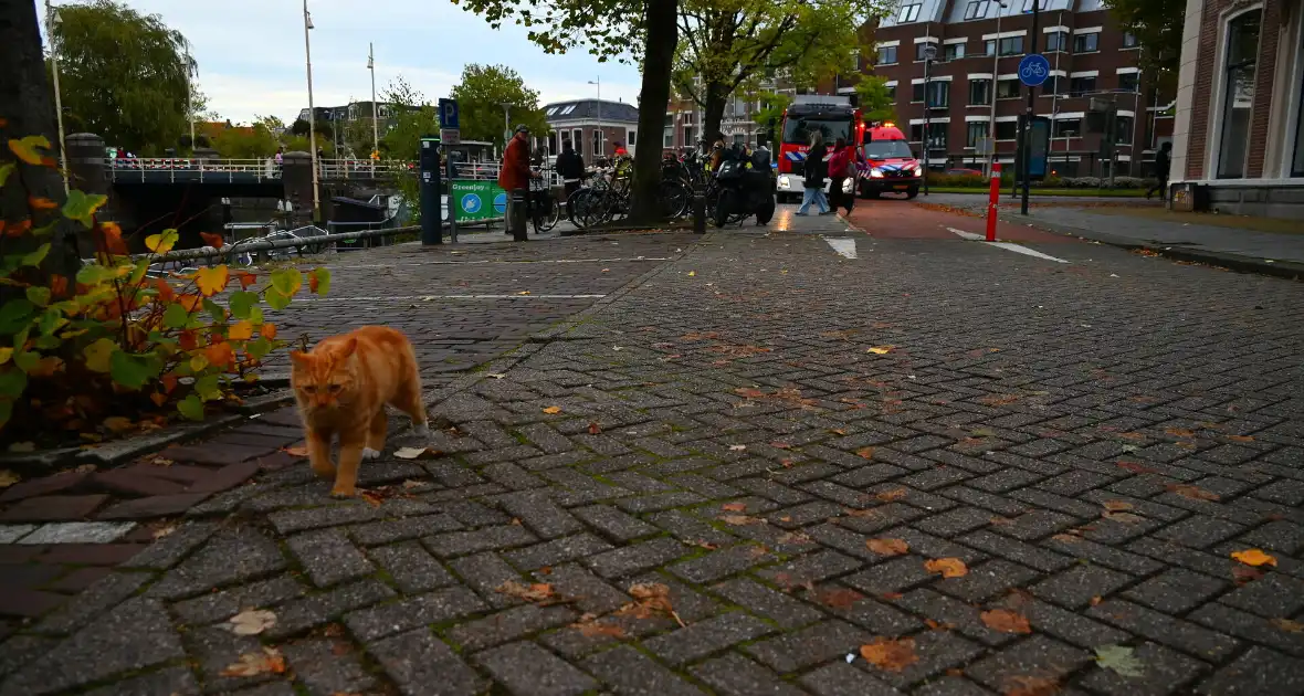 Kat gered die te water raakt - Foto 8