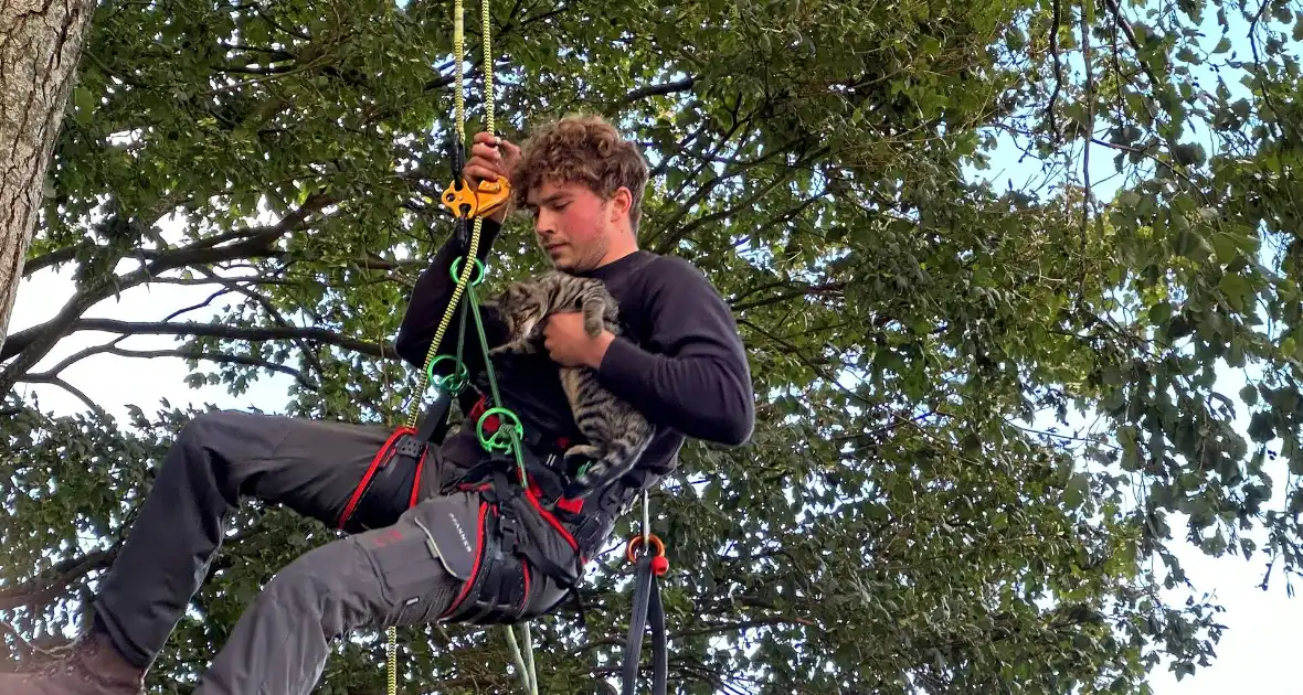 Hoogwerker ingezet voor kat in boom