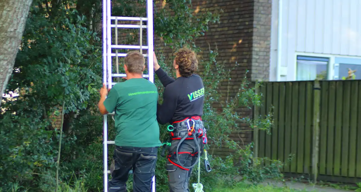 Hoogwerker ingezet voor kat in boom - Foto 10