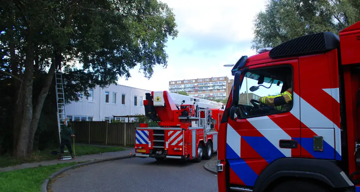 Hoogwerker ingezet voor kat in boom - Foto 11