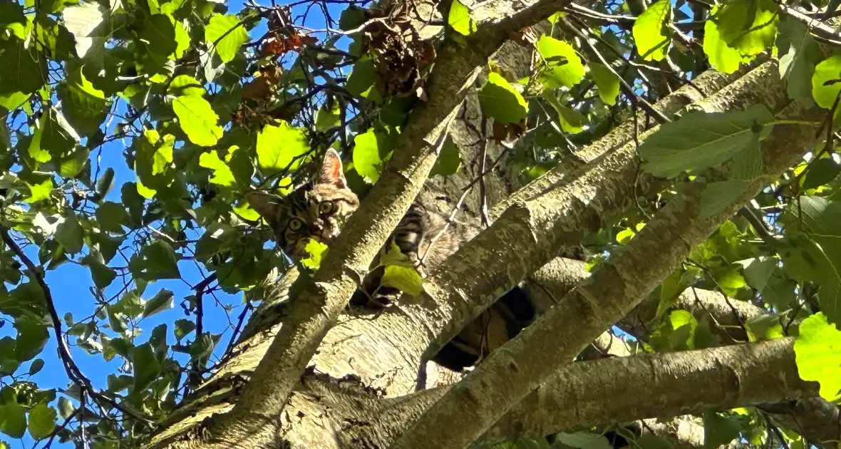 Hoogwerker ingezet voor kat in boom - Foto 2