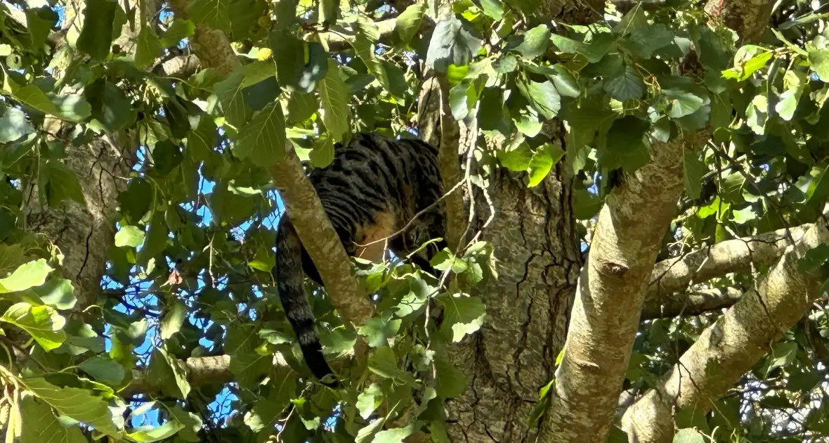 Hoogwerker ingezet voor kat in boom - Foto 4