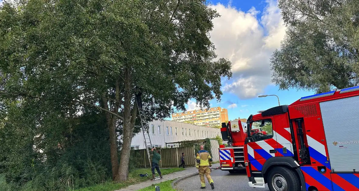 Hoogwerker ingezet voor kat in boom - Foto 5