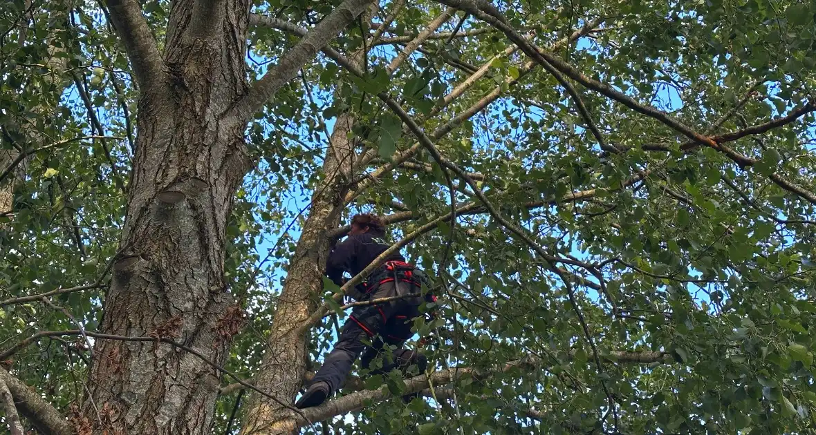 Hoogwerker ingezet voor kat in boom - Foto 6