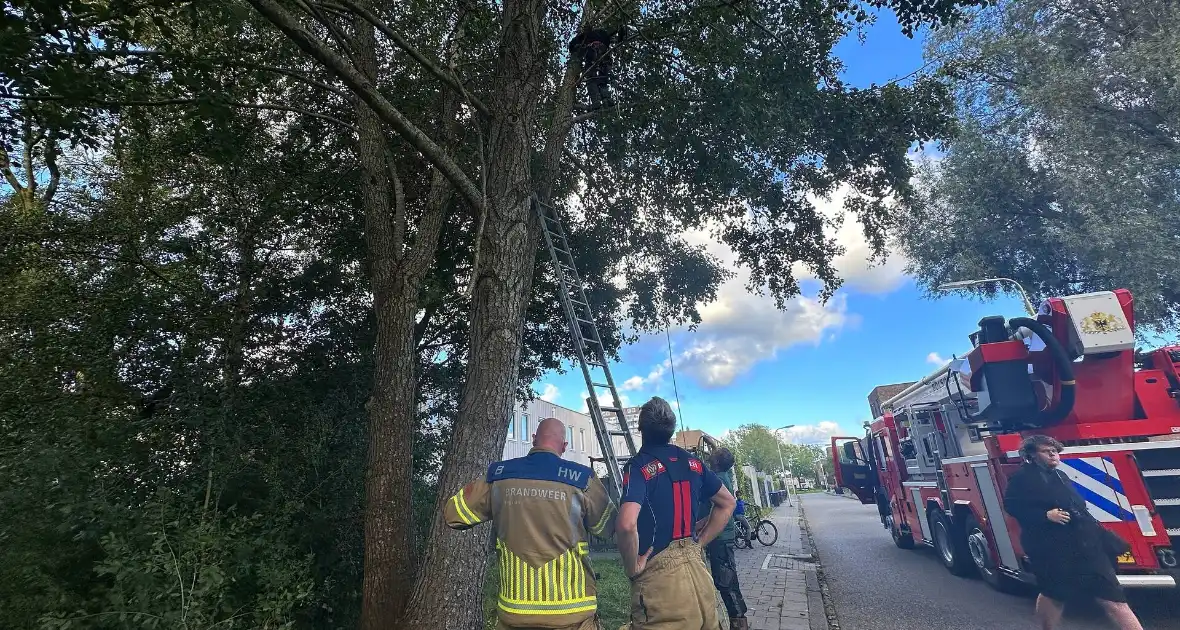 Hoogwerker ingezet voor kat in boom - Foto 7