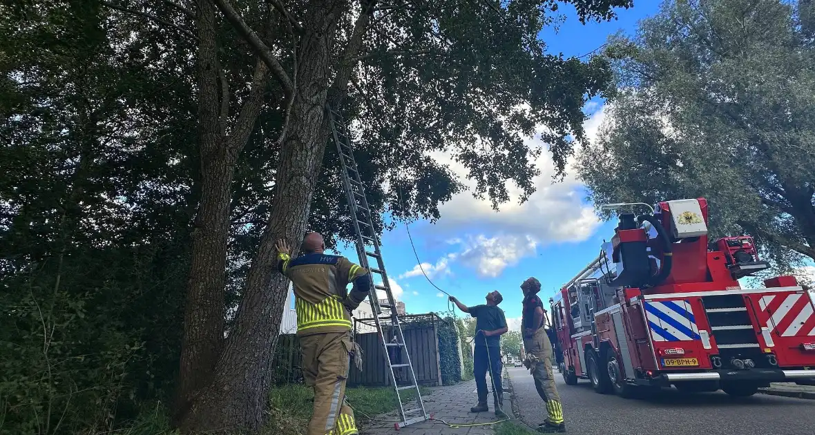 Hoogwerker ingezet voor kat in boom - Foto 8