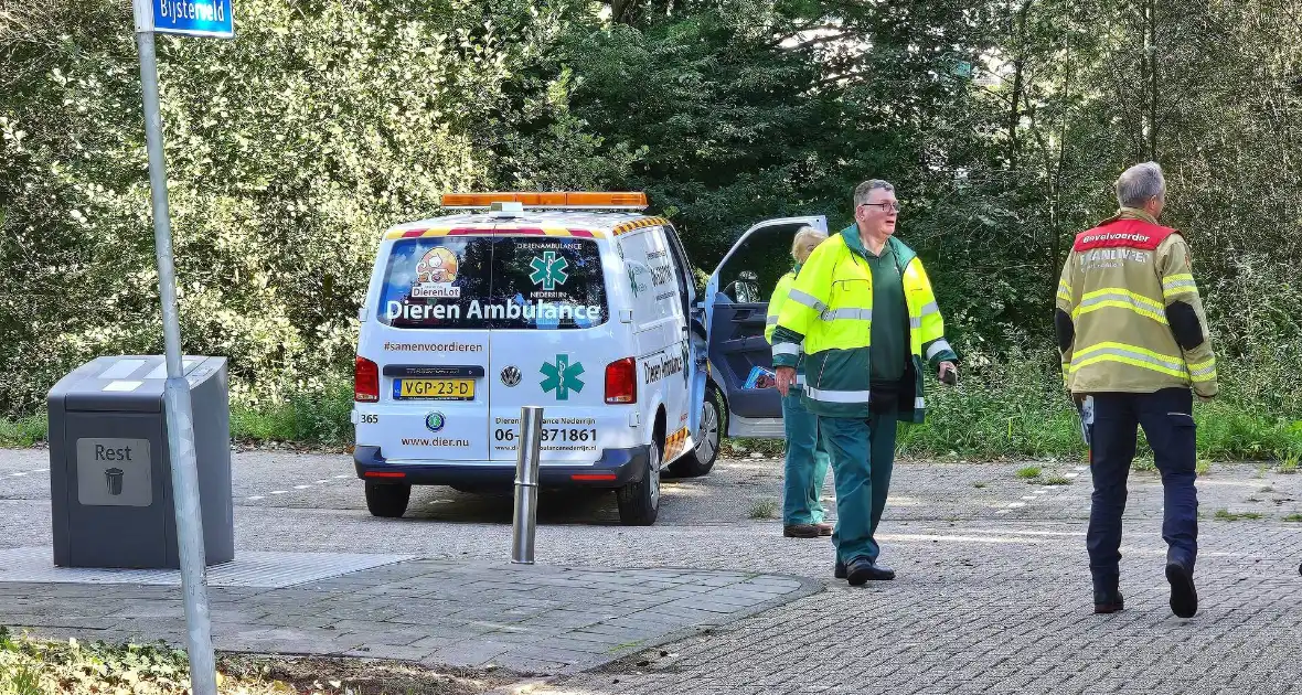 Brandweer assisteert dierenambulance bij kat in boom