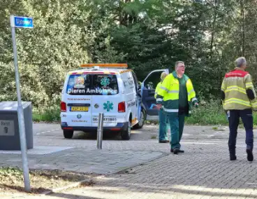 Brandweer assisteert dierenambulance bij kat in boom