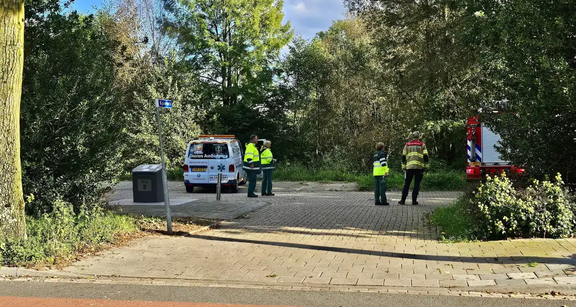 Brandweer assisteert dierenambulance bij kat in boom - Foto 3