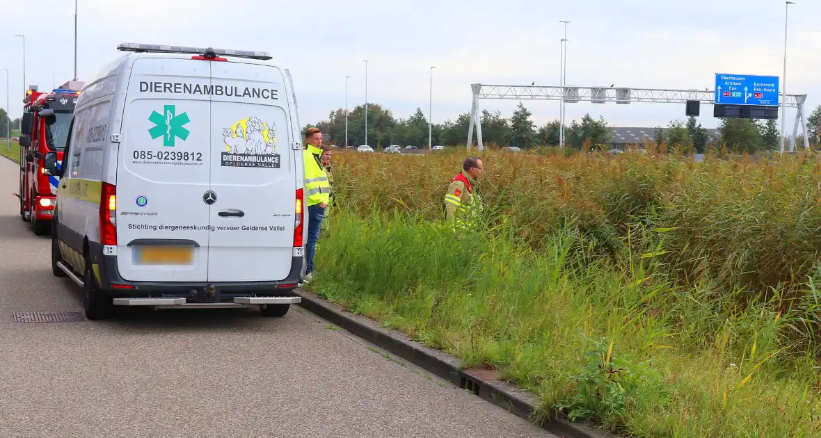 Brandweer assisteert dierenambulance bij zoektocht naar kat - Foto 1