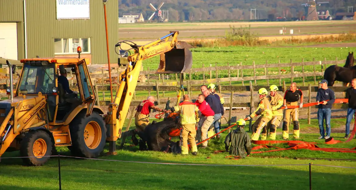 Paard valt opnieuw in sloot bij reddingsactie - Foto 3