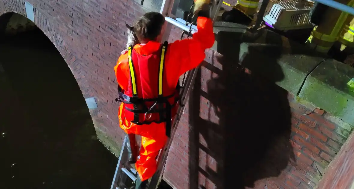 Brandweer redt kat uit water