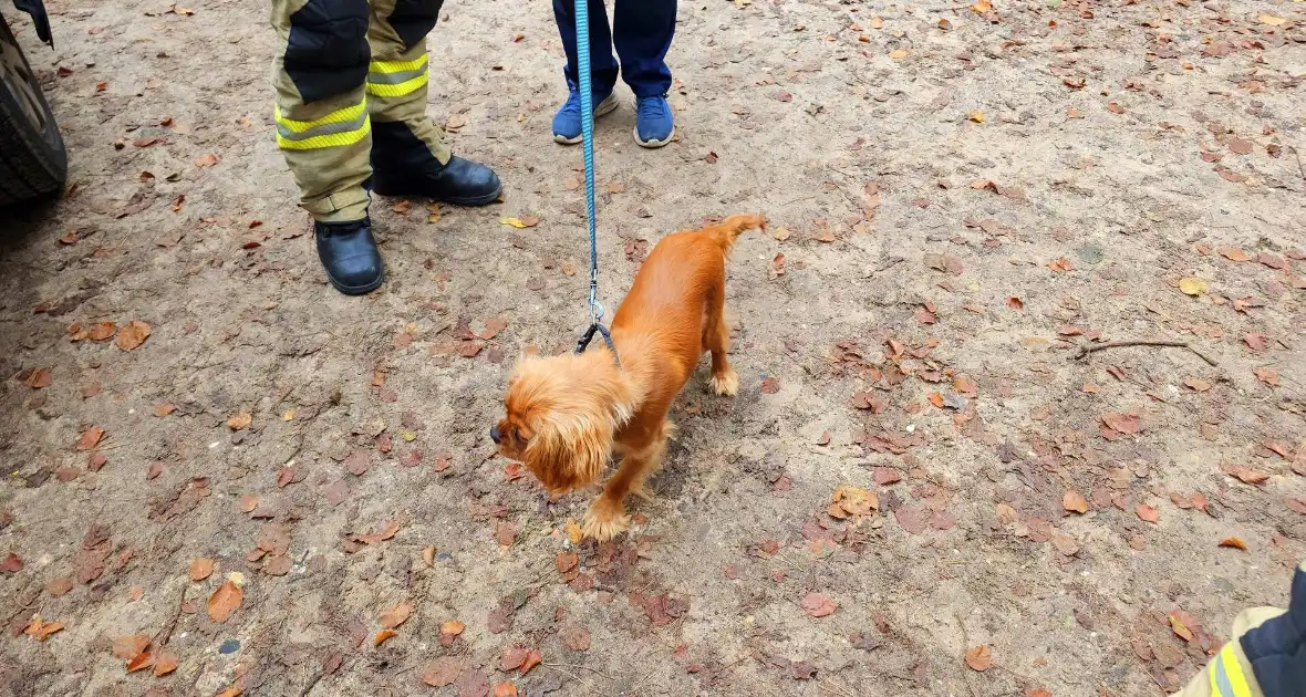 Brandweer redt hond uit benarde situatie - Foto 1