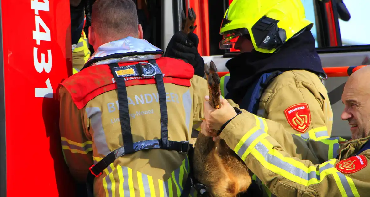 Brandweer zet alles op alles om hert te vangen