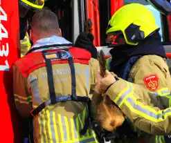 Brandweer zet alles op alles om hert te vangen