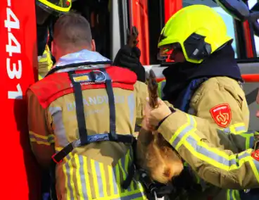 Brandweer zet alles op alles om hert te vangen