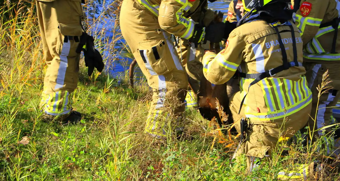 Brandweer zet alles op alles om hert te vangen - Foto 10