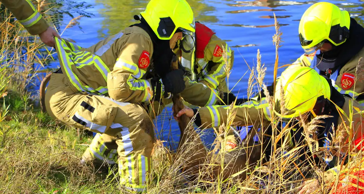 Brandweer zet alles op alles om hert te vangen - Foto 12