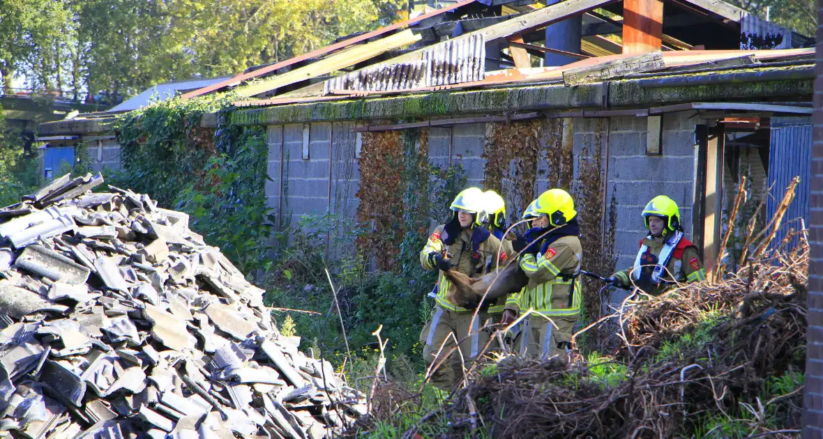 Brandweer zet alles op alles om hert te vangen - Foto 13