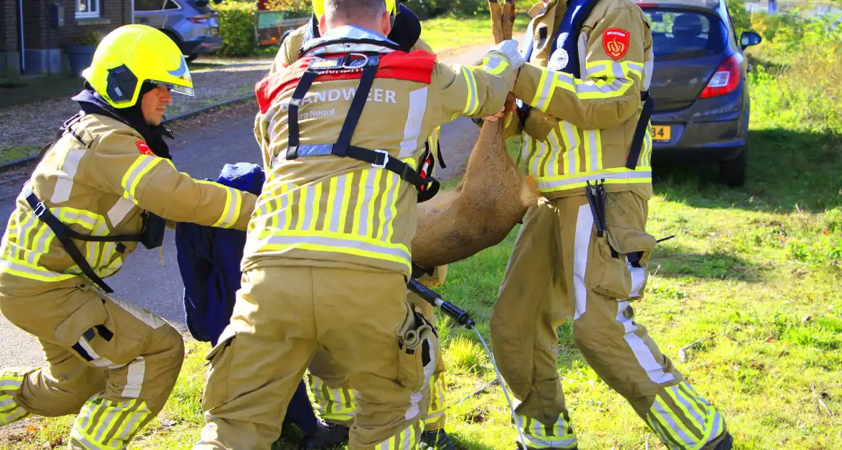 Brandweer zet alles op alles om hert te vangen - Foto 2