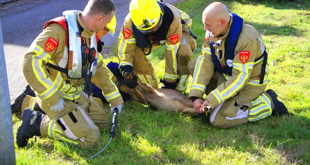 Brandweer zet alles op alles om hert te vangen - Foto 3