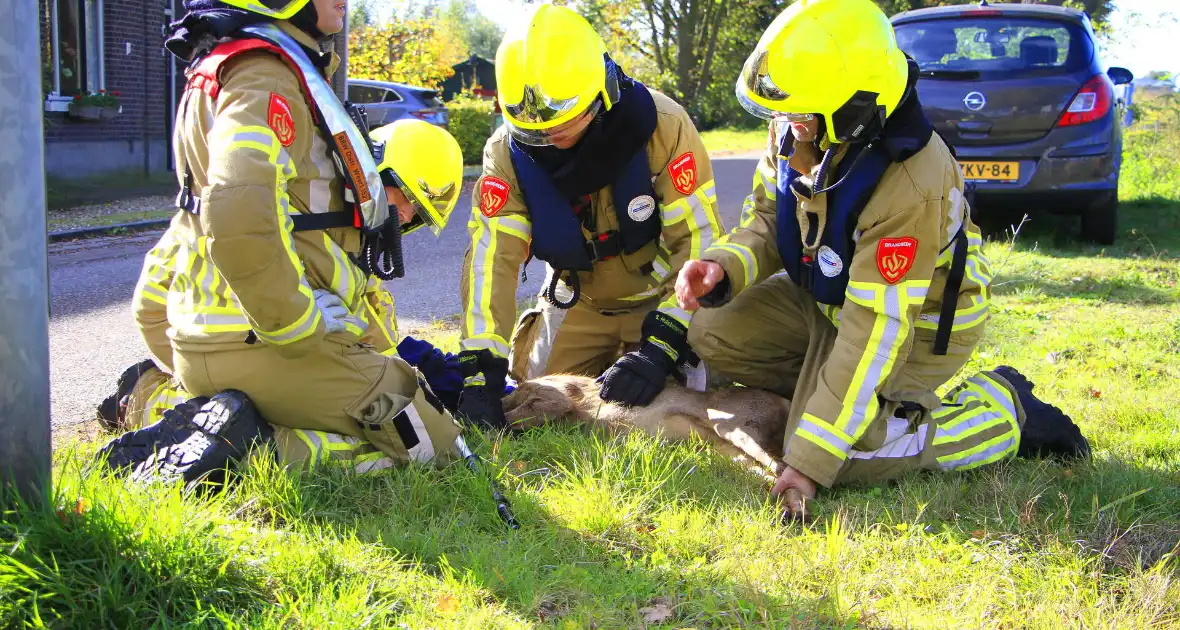 Brandweer zet alles op alles om hert te vangen - Foto 4