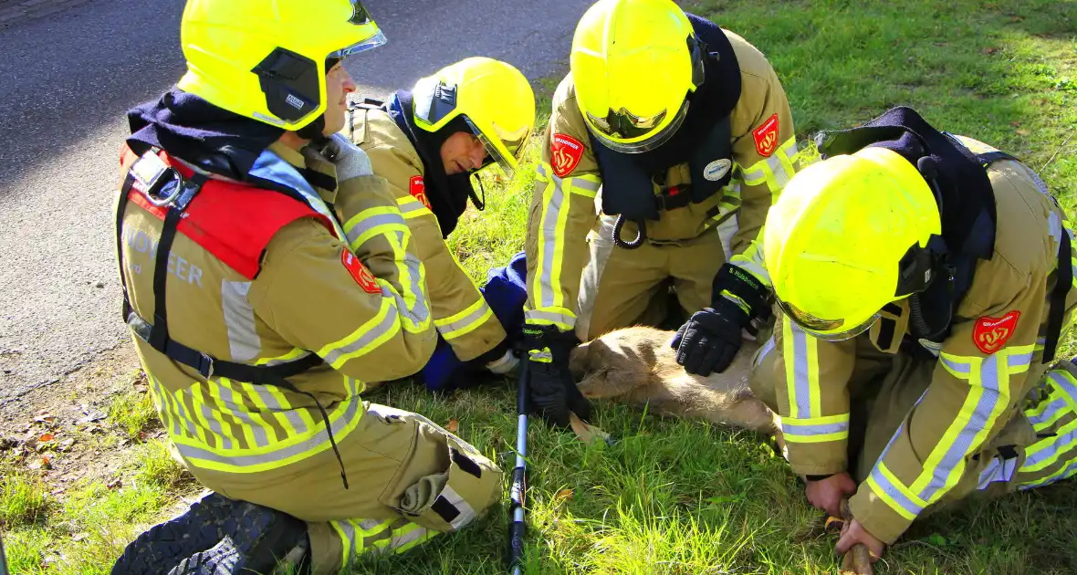 Brandweer zet alles op alles om hert te vangen - Foto 5