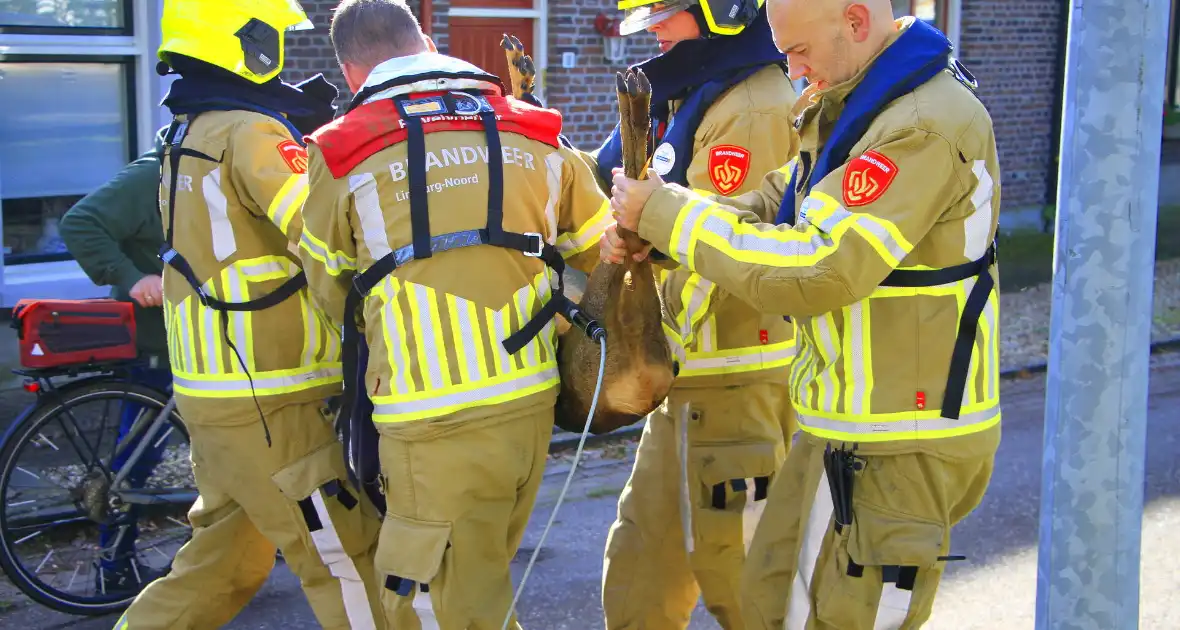 Brandweer zet alles op alles om hert te vangen - Foto 8