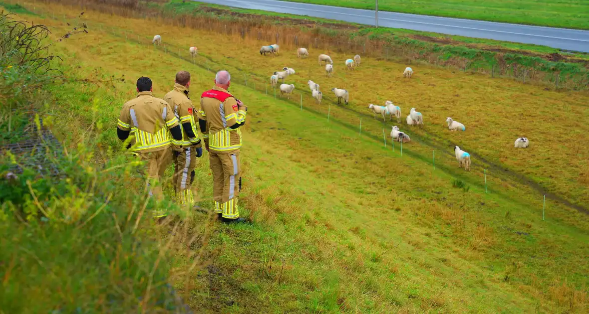 Brandweer op zoek naar vastzittend schaap