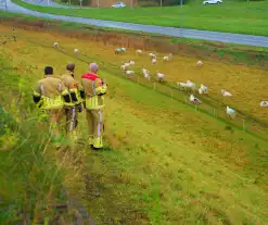 Brandweer op zoek naar vastzittend schaap