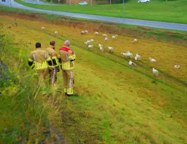 Brandweer op zoek naar vastzittend schaap