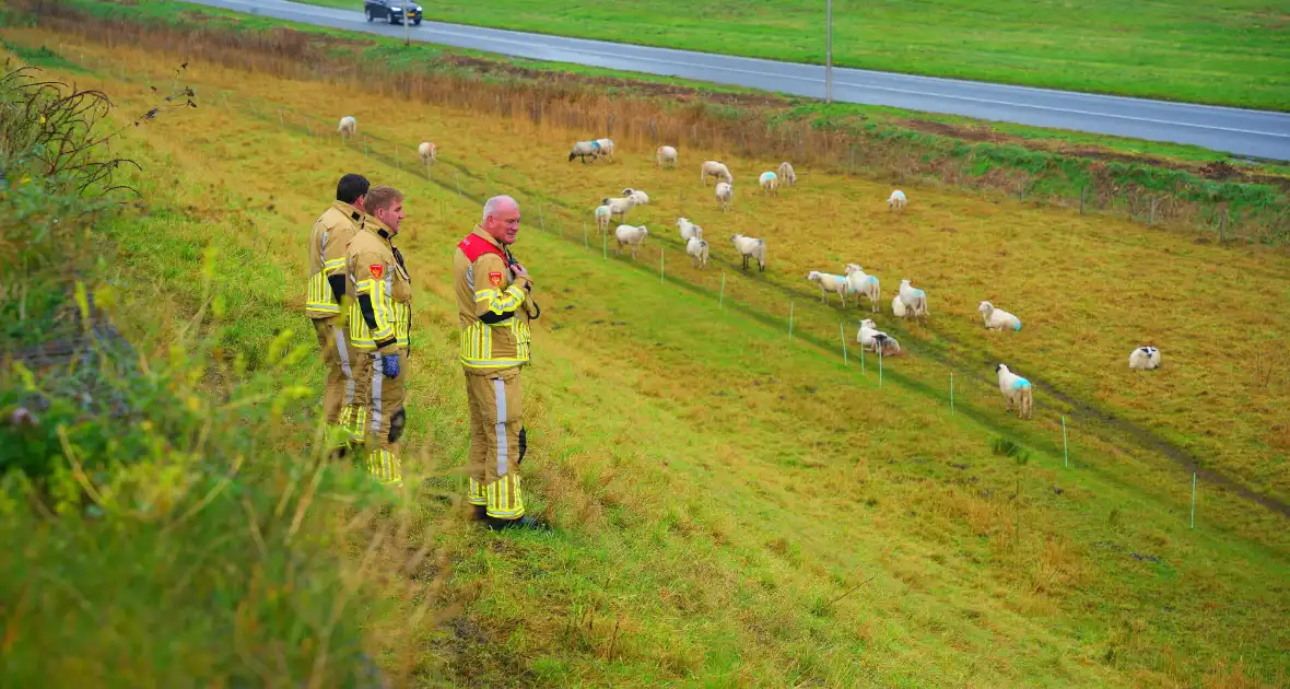 Brandweer op zoek naar vastzittend schaap - Foto 3