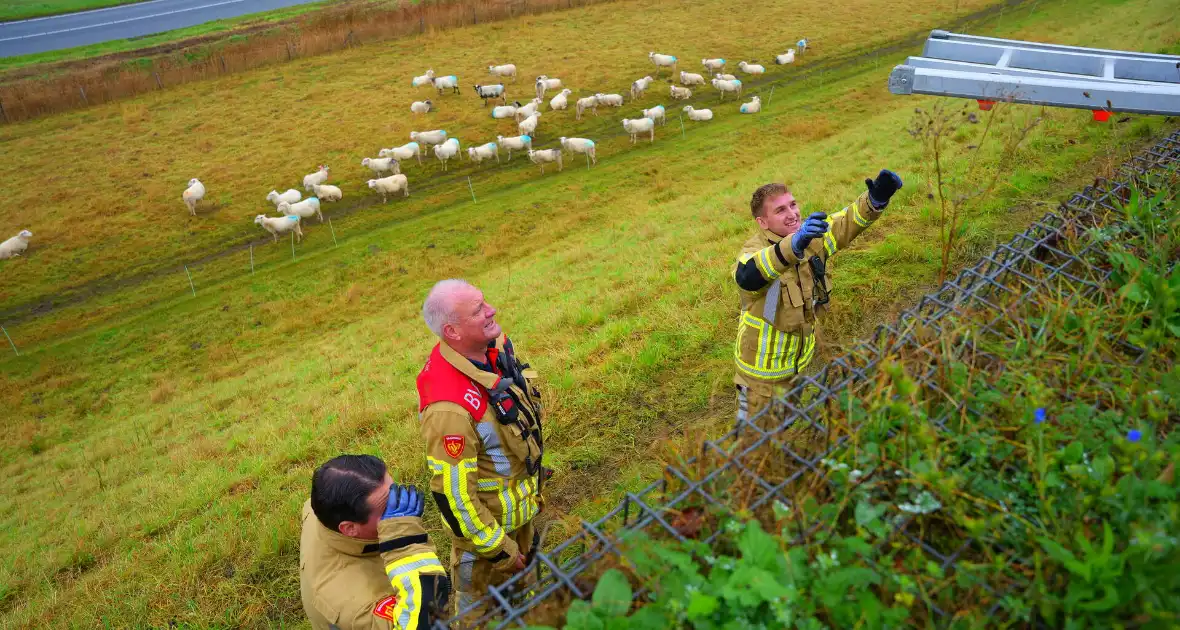 Brandweer op zoek naar vastzittend schaap - Foto 4