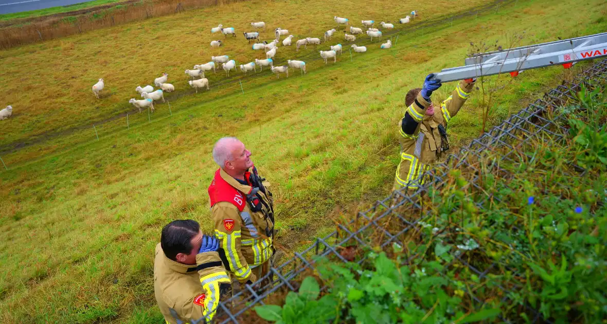 Brandweer op zoek naar vastzittend schaap - Foto 5