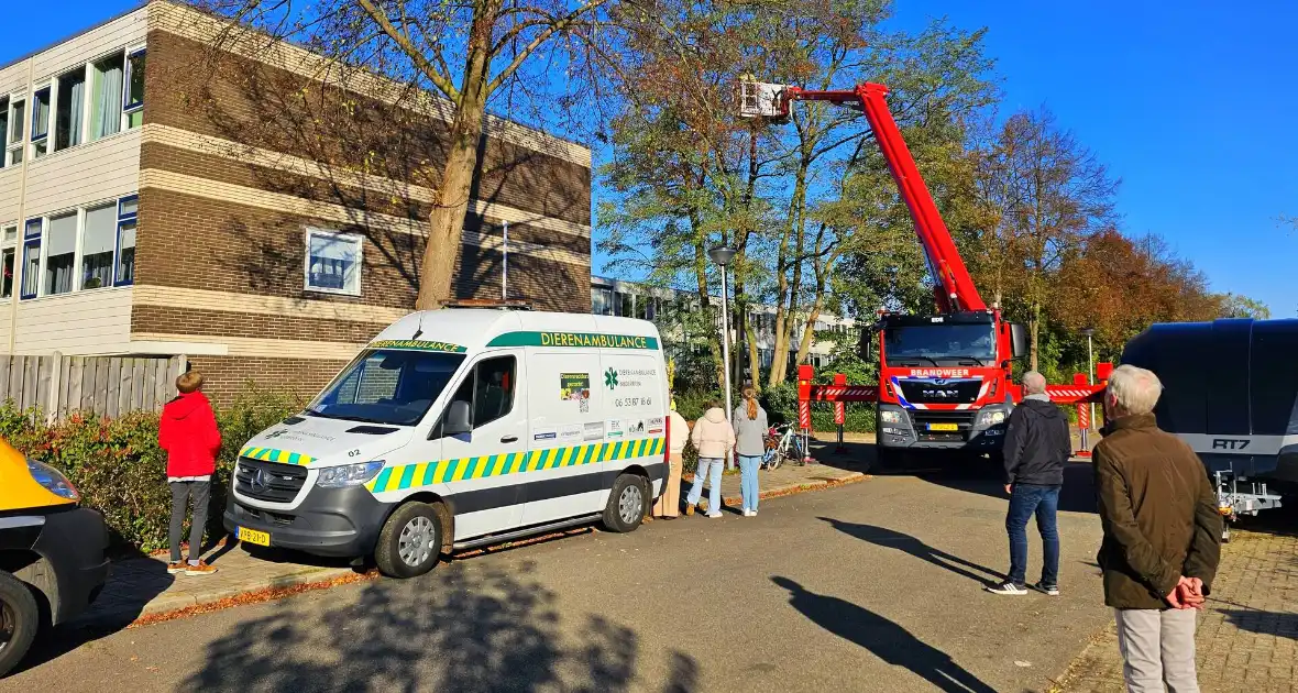 Poes Silvi door brandweer en dierenambulance gered uit boom