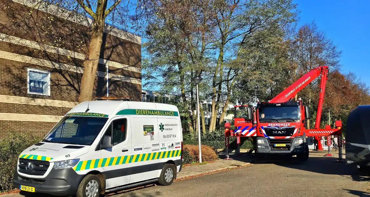 Poes Silvi door brandweer en dierenambulance gered uit boom - Foto 1