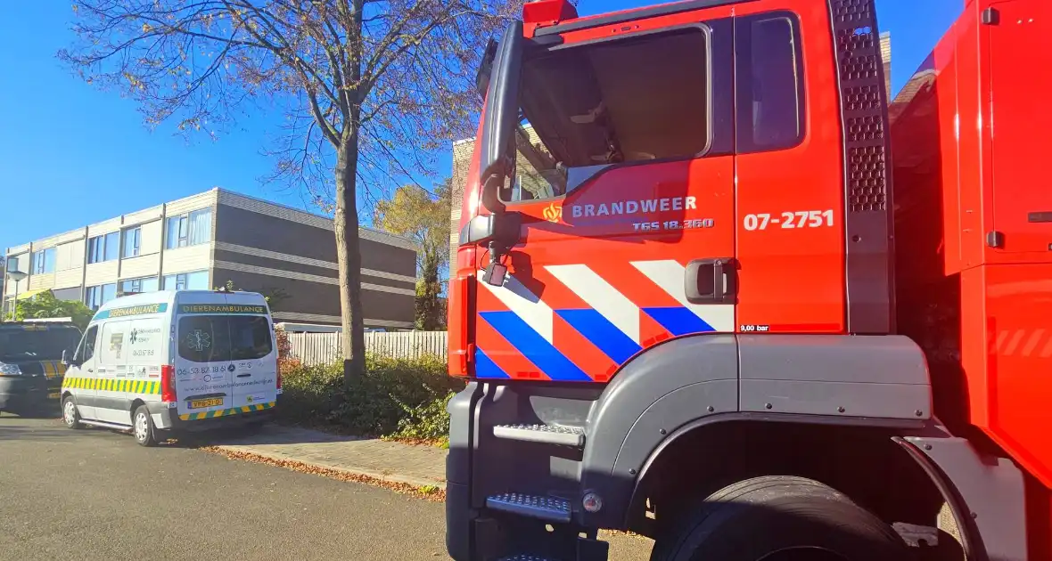 Poes Silvi door brandweer en dierenambulance gered uit boom - Foto 2