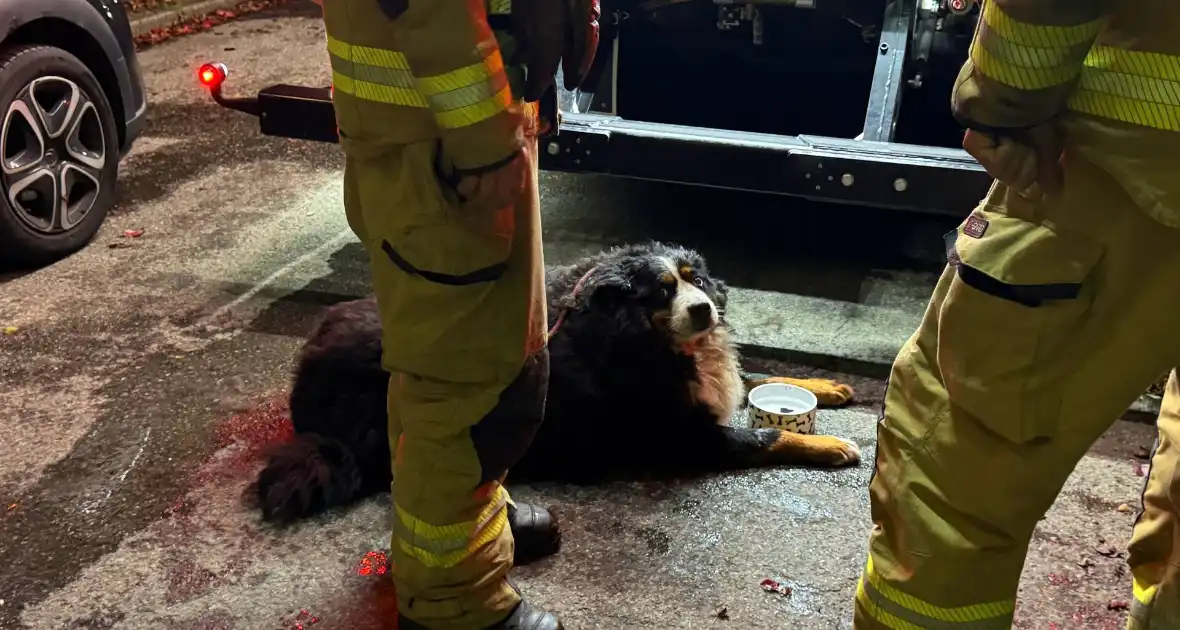 Bewoner gered uit woning na brand; hond opgevangen door dierenambulance