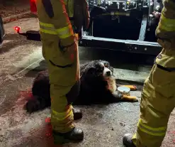 Bewoner gered uit woning na brand; hond opgevangen door dierenambulance