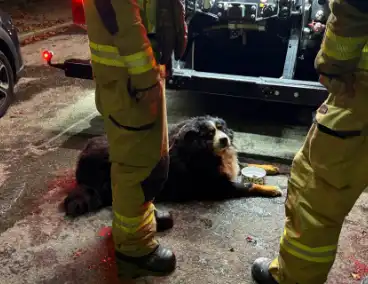 Bewoner gered uit woning na brand; hond opgevangen door dierenambulance